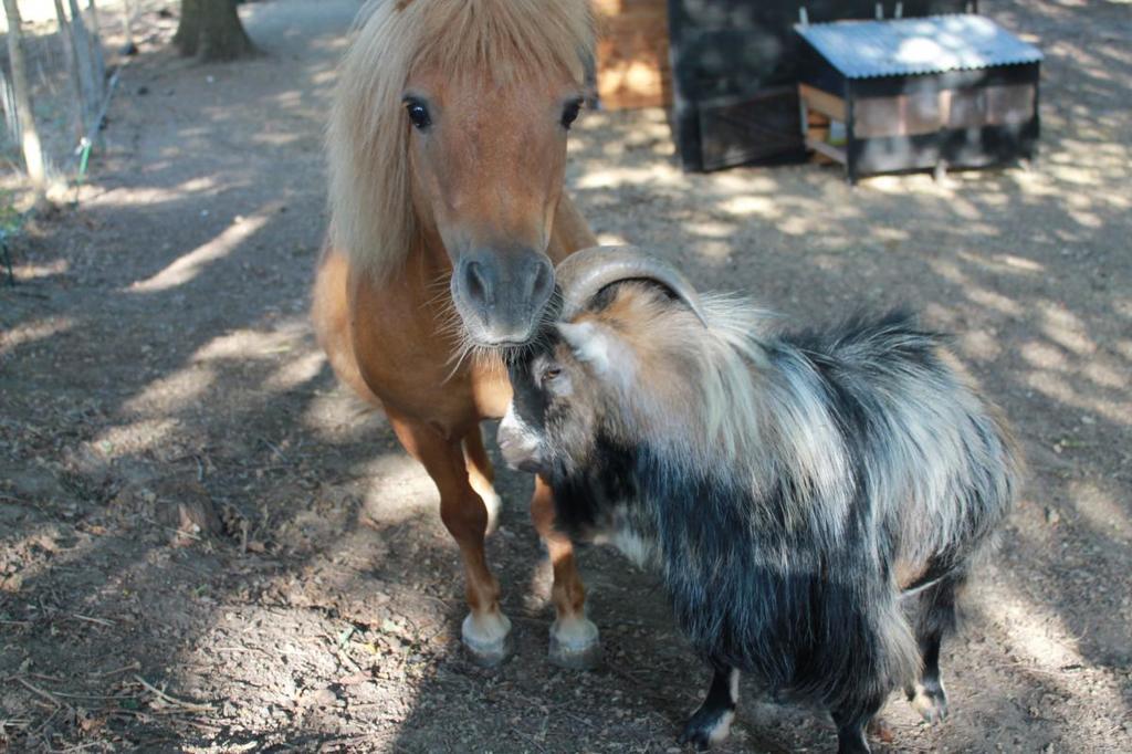 Gite De La Huaudiere Mosnes エクステリア 写真
