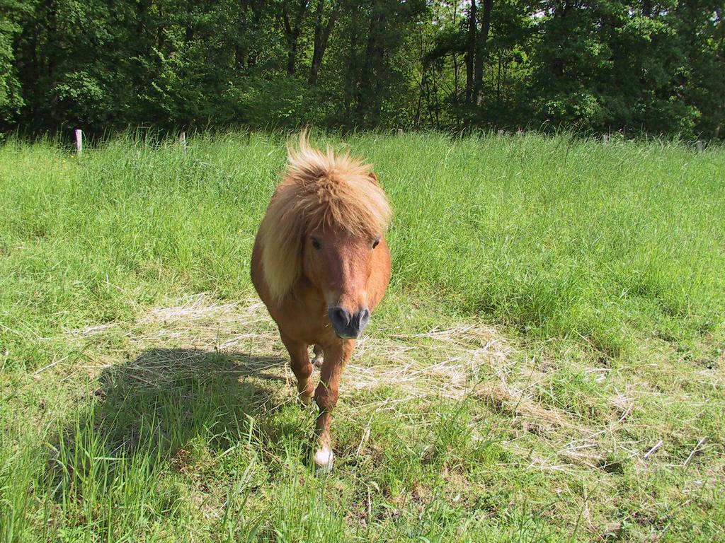 Gite De La Huaudiere Mosnes エクステリア 写真